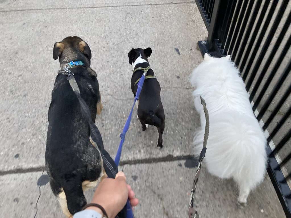 3 dogs walking