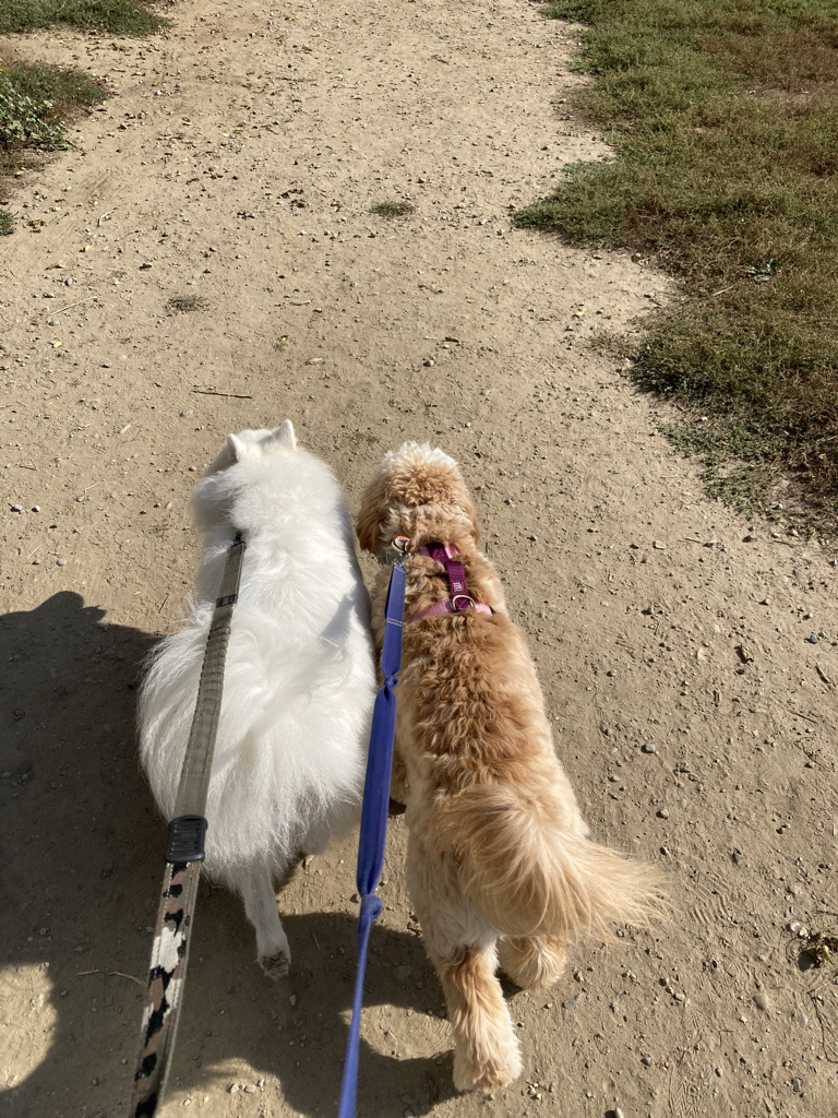 2 dogs walking together