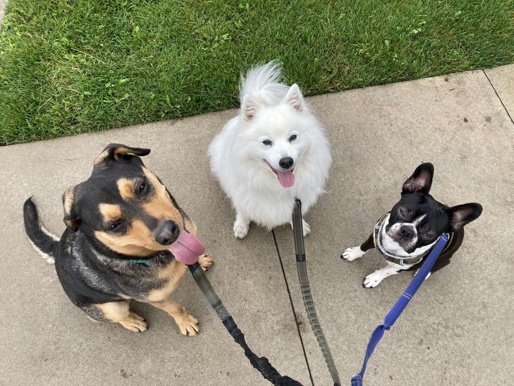 3 dogs pic