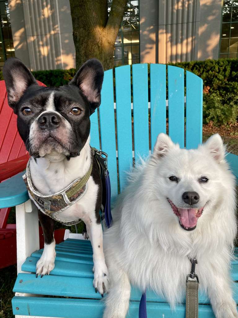 2 dogs on muskoka chair
